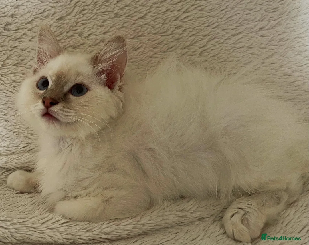 Ragdoll cats for sale: TICA Registered Ragdoll Kittens - Advert 1