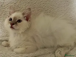 Ragdoll cats TICA Registered Ragdoll Kittens - Advert 2