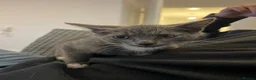 Brazilian Shorthair cats for sale: Gorgeous male British shorthair mix  in Bristol - Advert 4