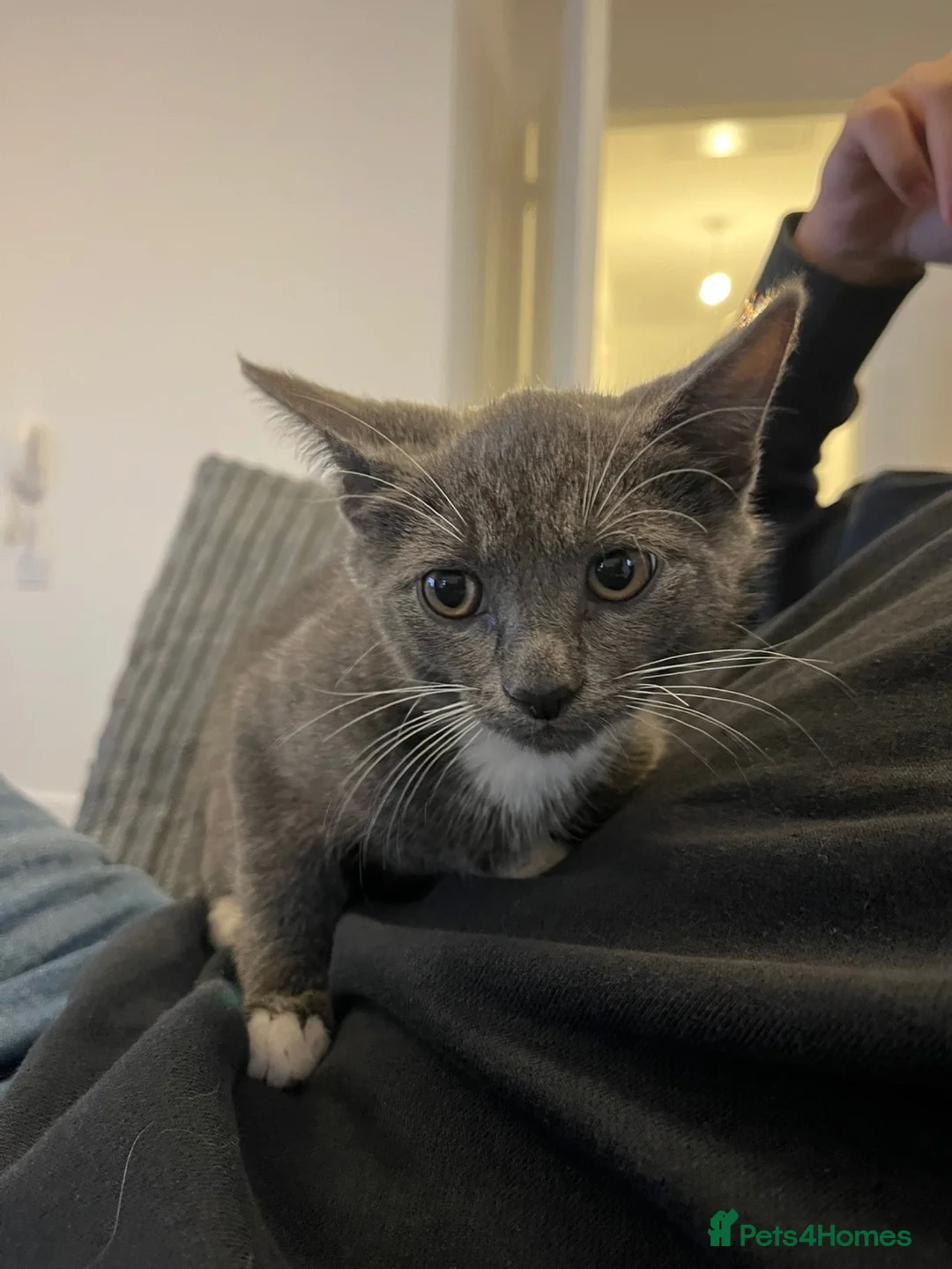 Brazilian Shorthair cats for sale: Gorgeous male British shorthair mix  in Bristol - Advert 4
