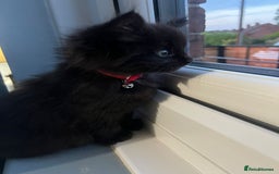 RagaMuffin cats for sale: Ragamuffin kittens  - Image 15