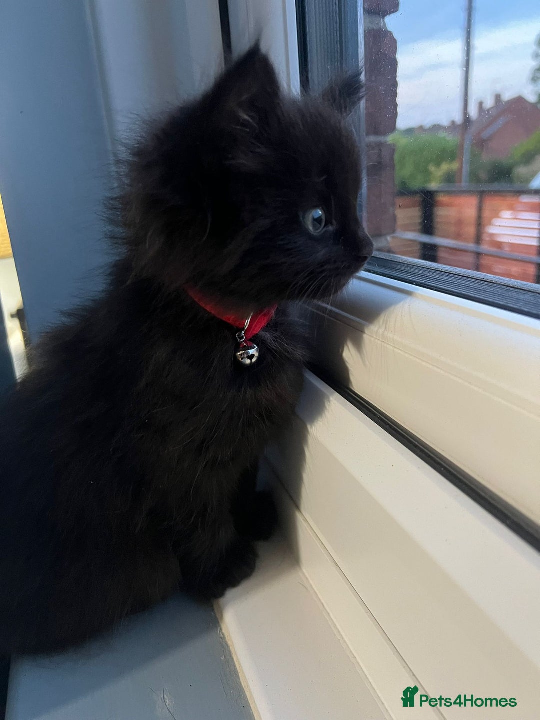 RagaMuffin cats for sale: Ragamuffin kittens  - Image 15