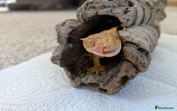 Gecko reptiles for sale: Beautiful Female Crested Geckos    - Image 1