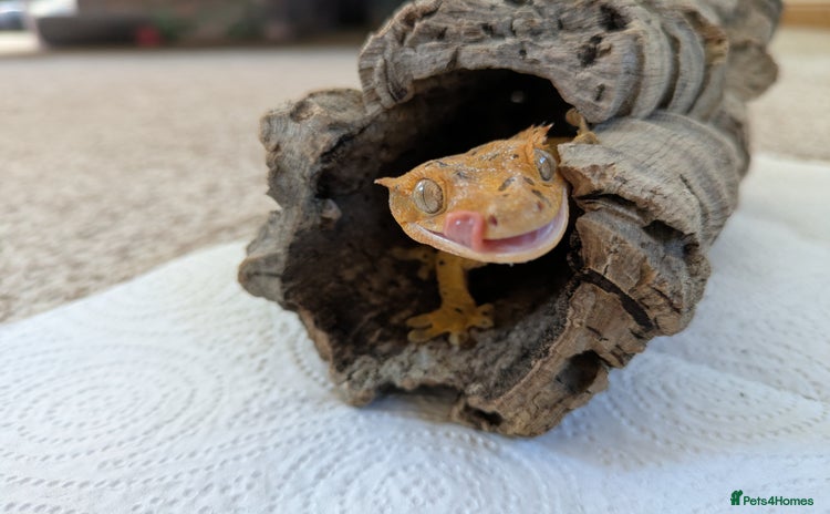 Gecko reptiles - Advert 1