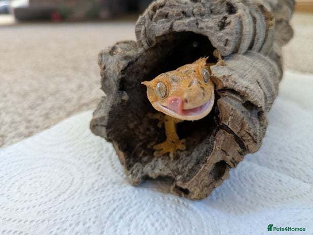 Gecko reptiles - Advert 11