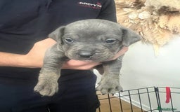 Mixed Breed dogs for sale: 🏡 Staff x American Bulldog Puppies  - Image 16