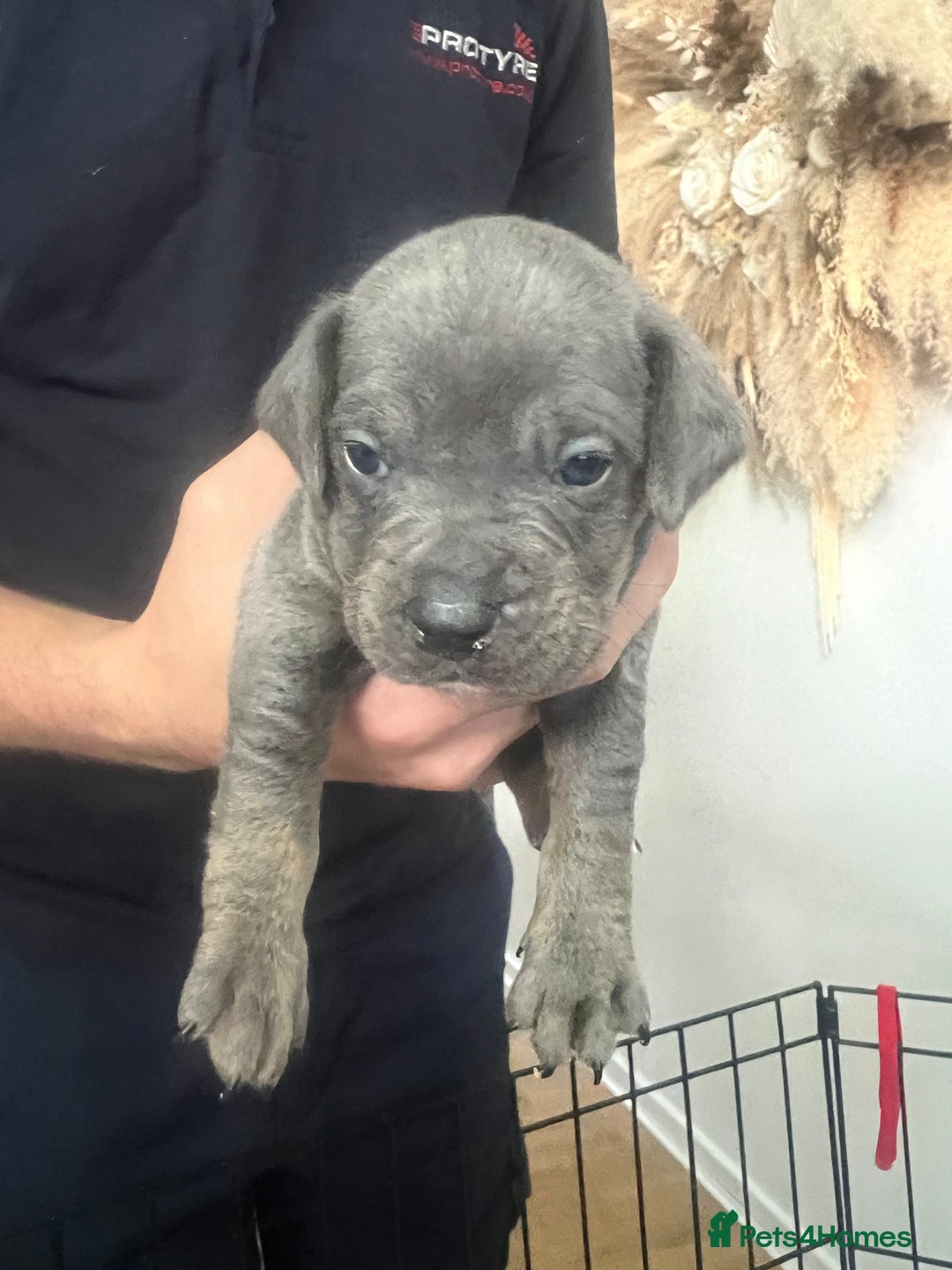 Mixed Breed dogs for sale: 🏡 Staff x American Bulldog Puppies  - Image 16