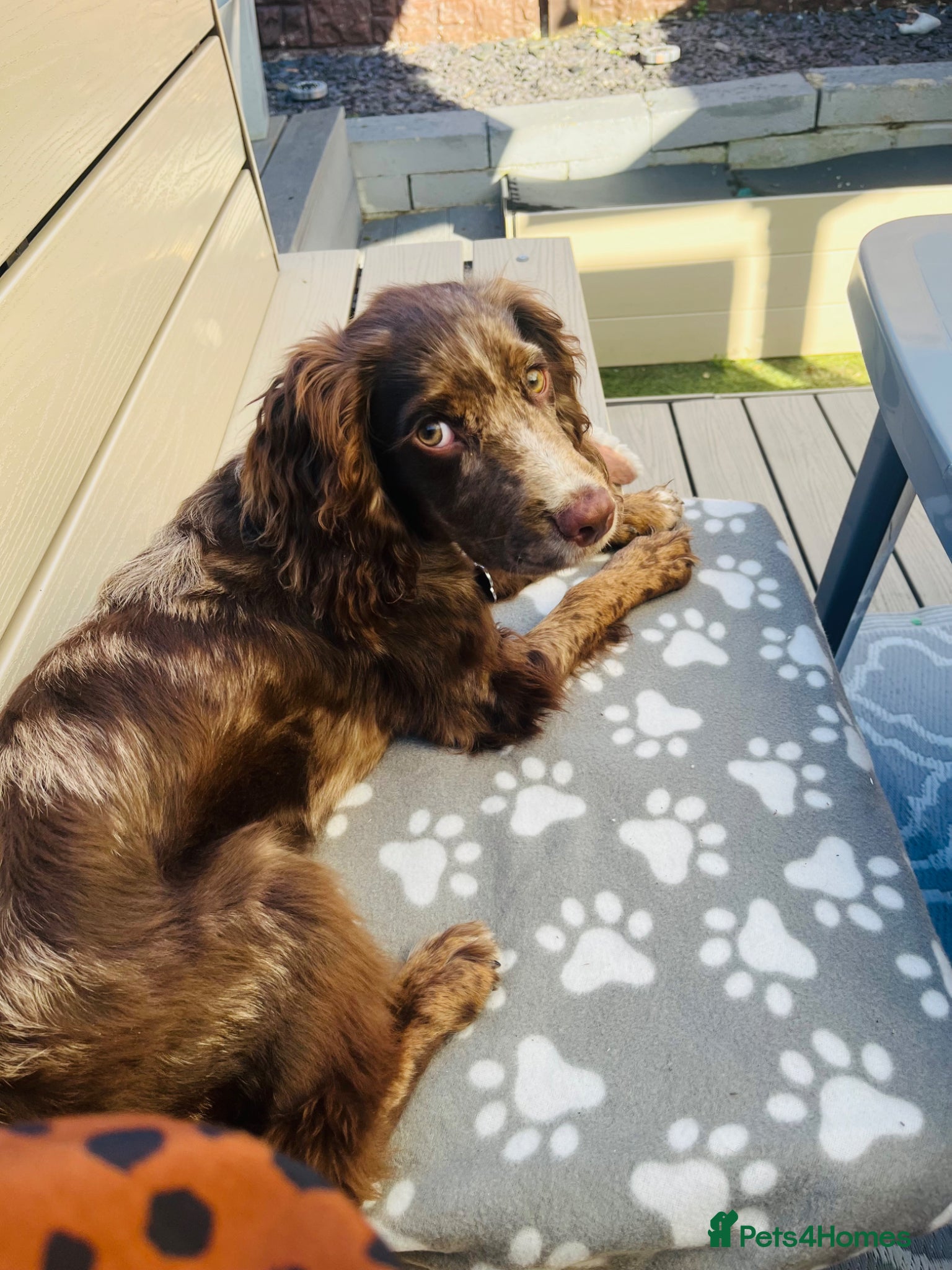 Cocker Spaniel dogs for sale: Merle working cocker spaniel puppy  in Burnley - Advert 2
