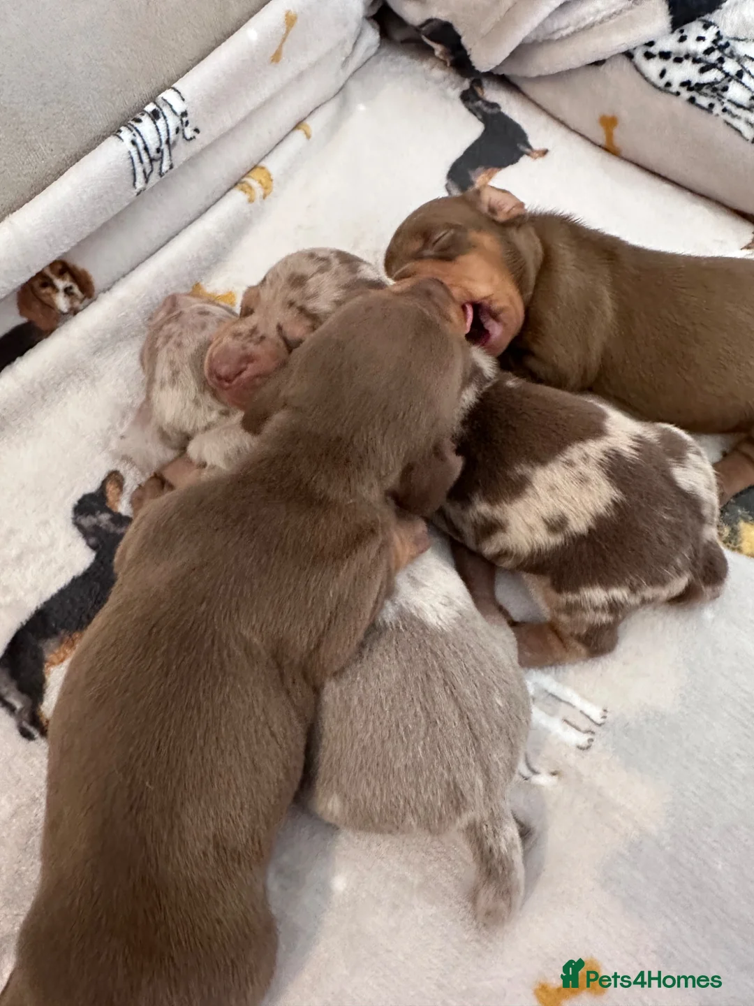 Dachshund dogs for sale: Boys boys boys 💙💙💙💙 - Advert 2