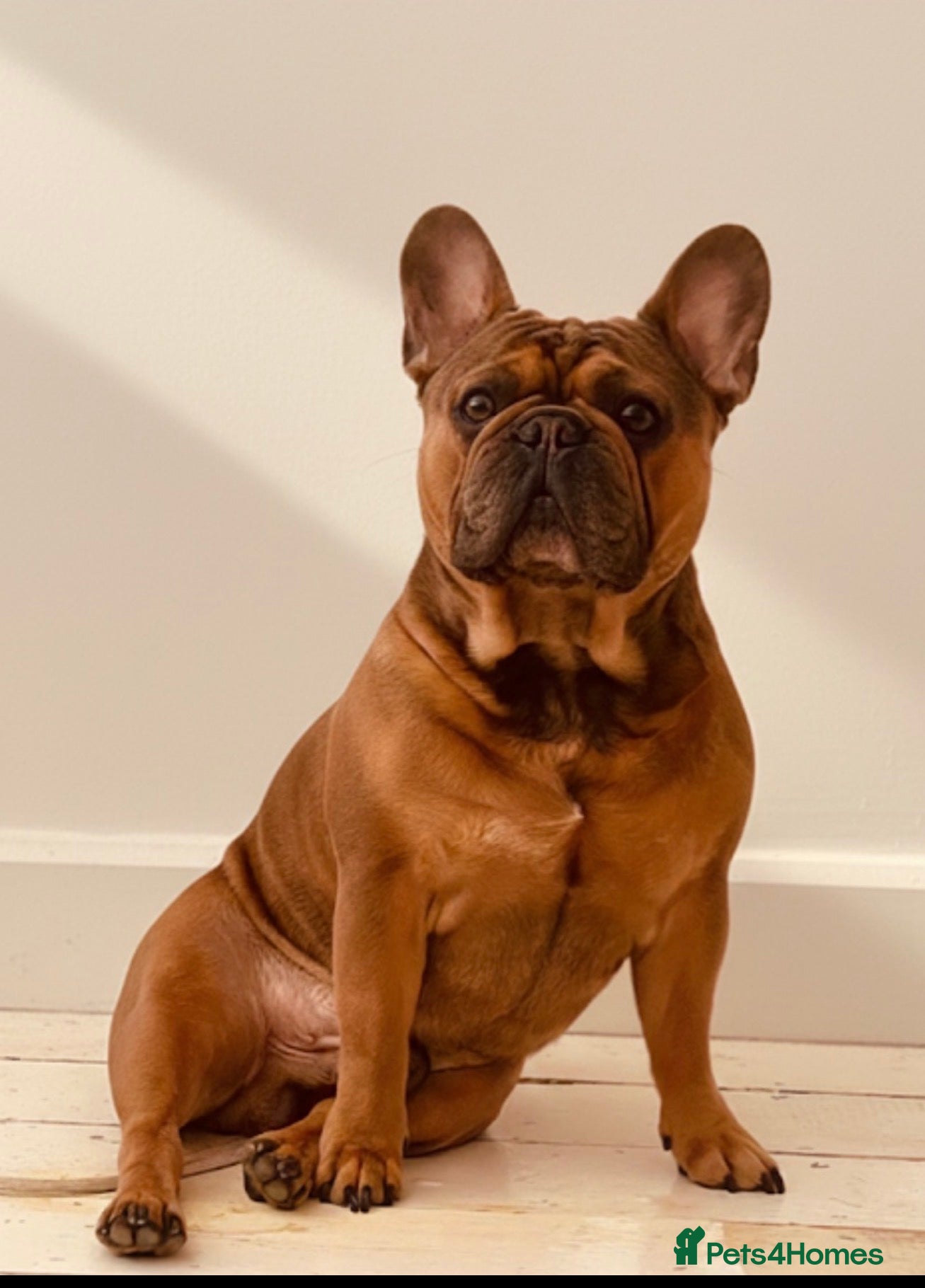 French Bulldog dogs KC REGISTERED FRENCH BULLDOG  - Advert 1