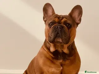 French Bulldog dogs KC REGISTERED FRENCH BULLDOG - Advert 1