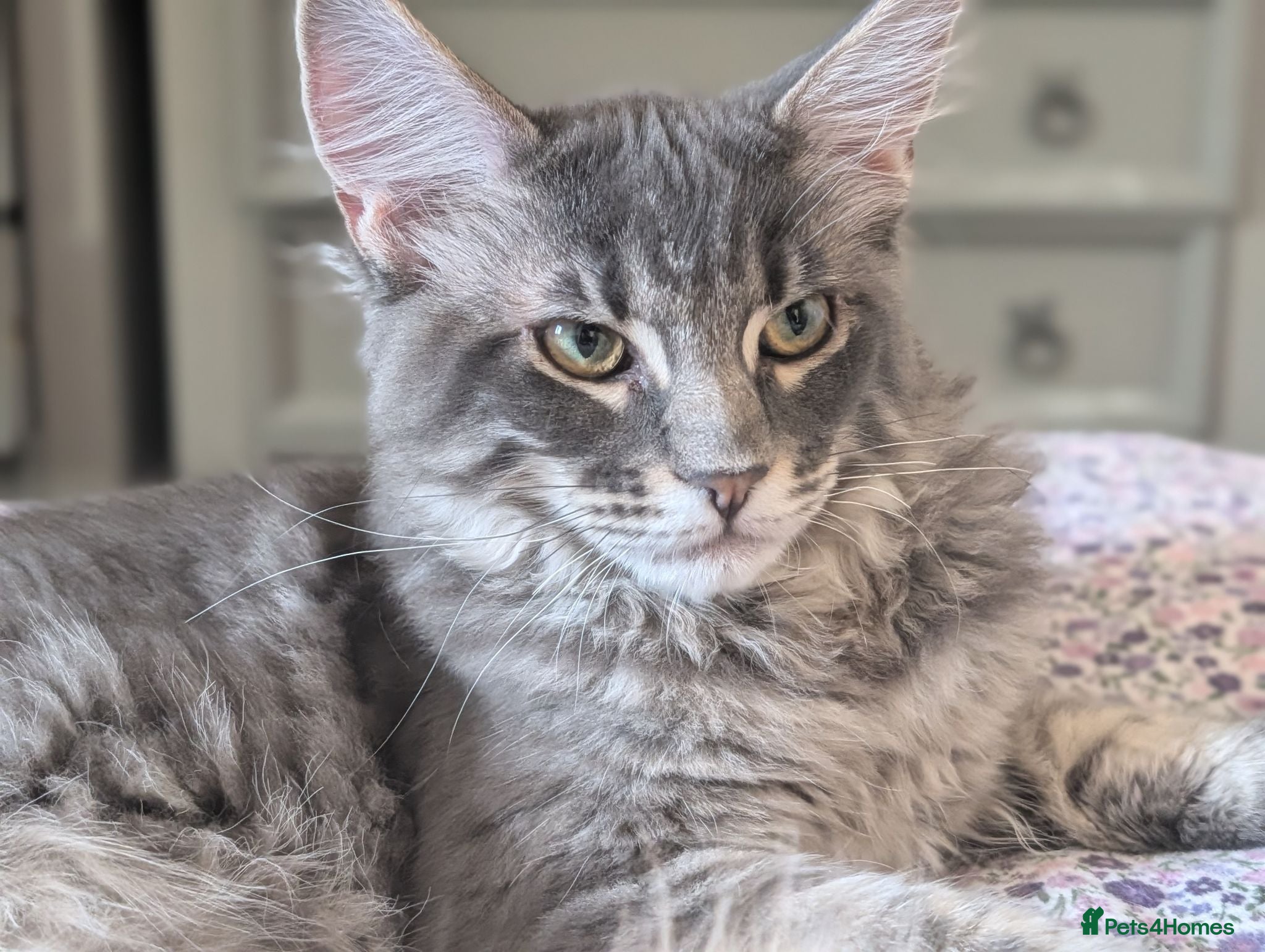Maine Coon cats Obie the Maine coon  - Advert 1