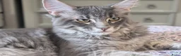 Maine Coon cats for sale: Obie the Maine coon  - Advert 1