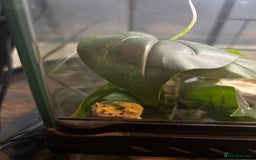 Leopard Gecko reptiles for sale: Leopard gecko and vivarium  - Image 4