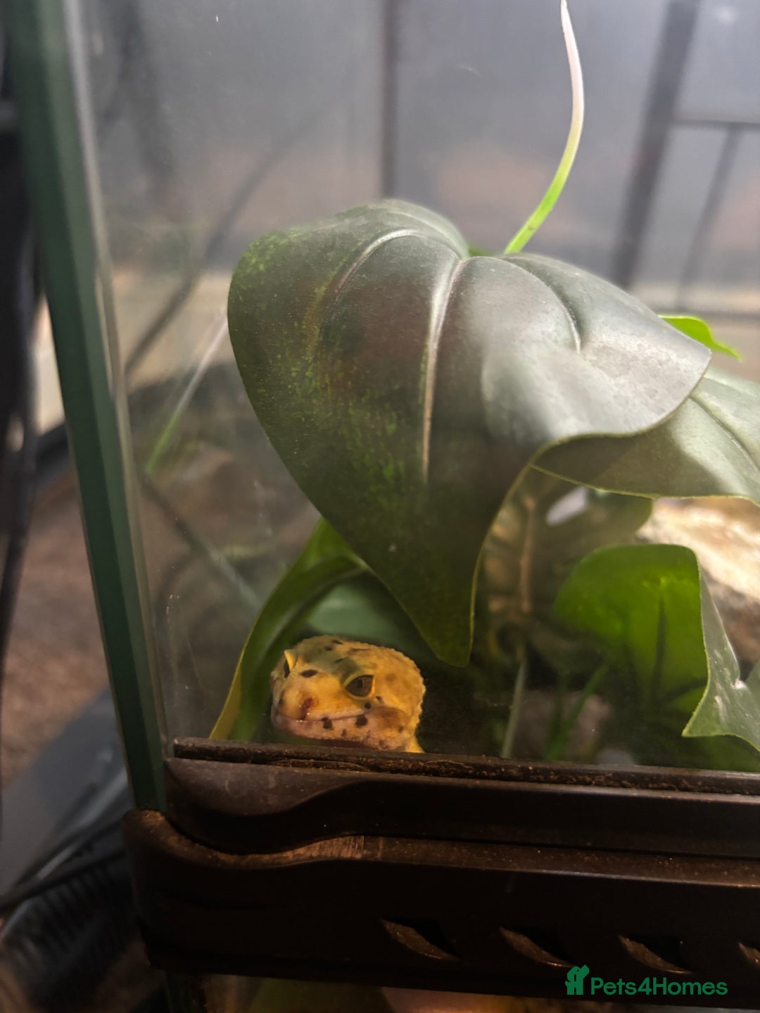 Leopard Gecko reptiles for sale: Leopard gecko and vivarium  - Image 4