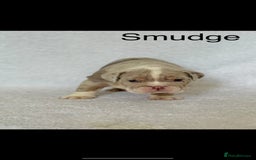 English Bulldog dogs for sale: KC registered English bulldog puppies - Image 4
