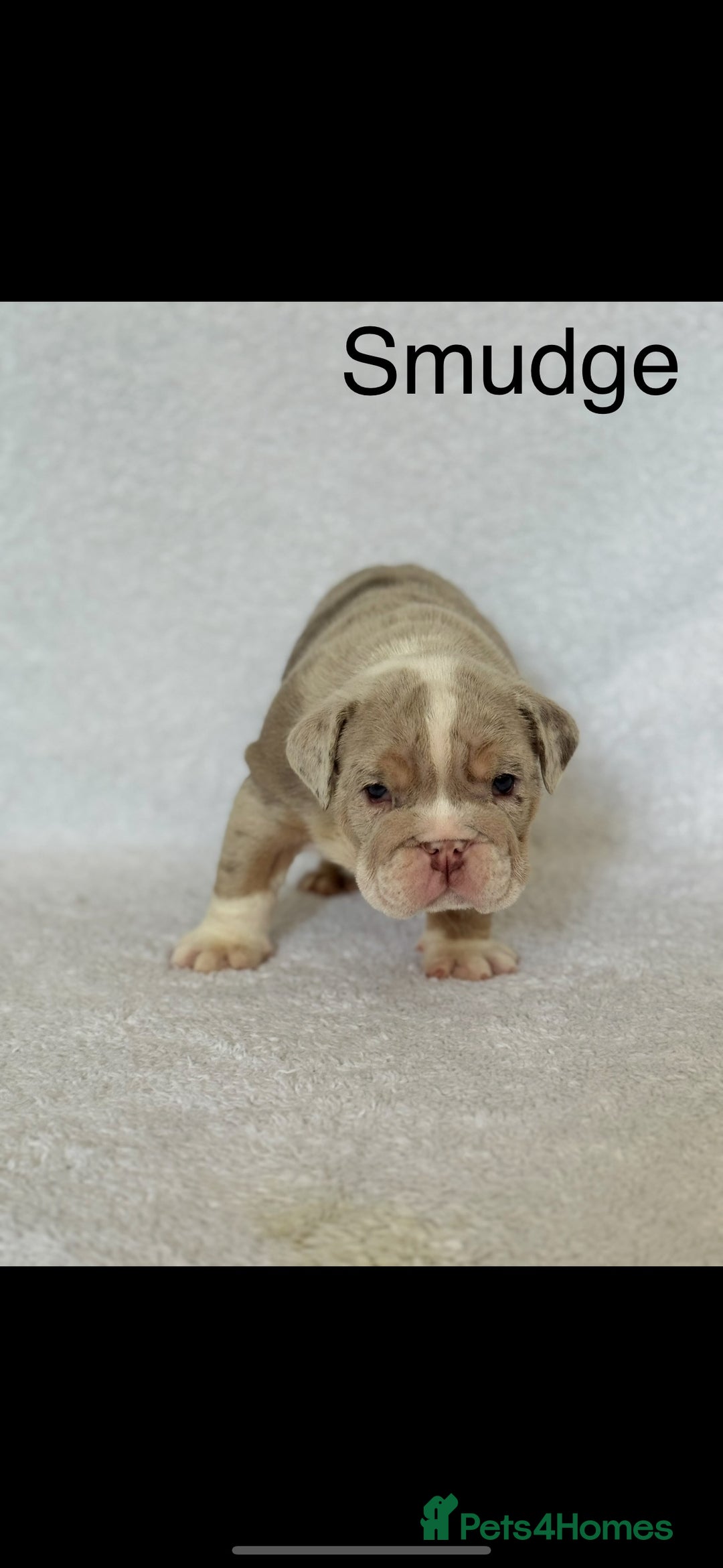 English Bulldog dogs for sale: KC registered English bulldog puppies - Image 4