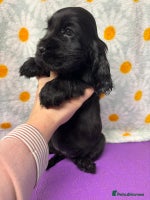 Cocker Spaniel dogs - Advert 1