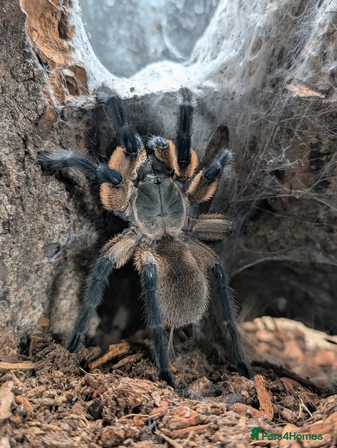 Spiders invertebrates for sale: Socotra Island Baboon Tarantula Pair in Stafford - Advert 2