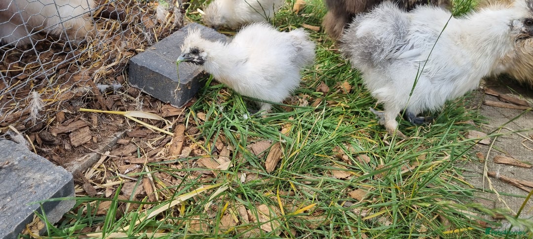 Chickens poultry for sale: Bearded Silkie (8-10 weeks) - Image 9