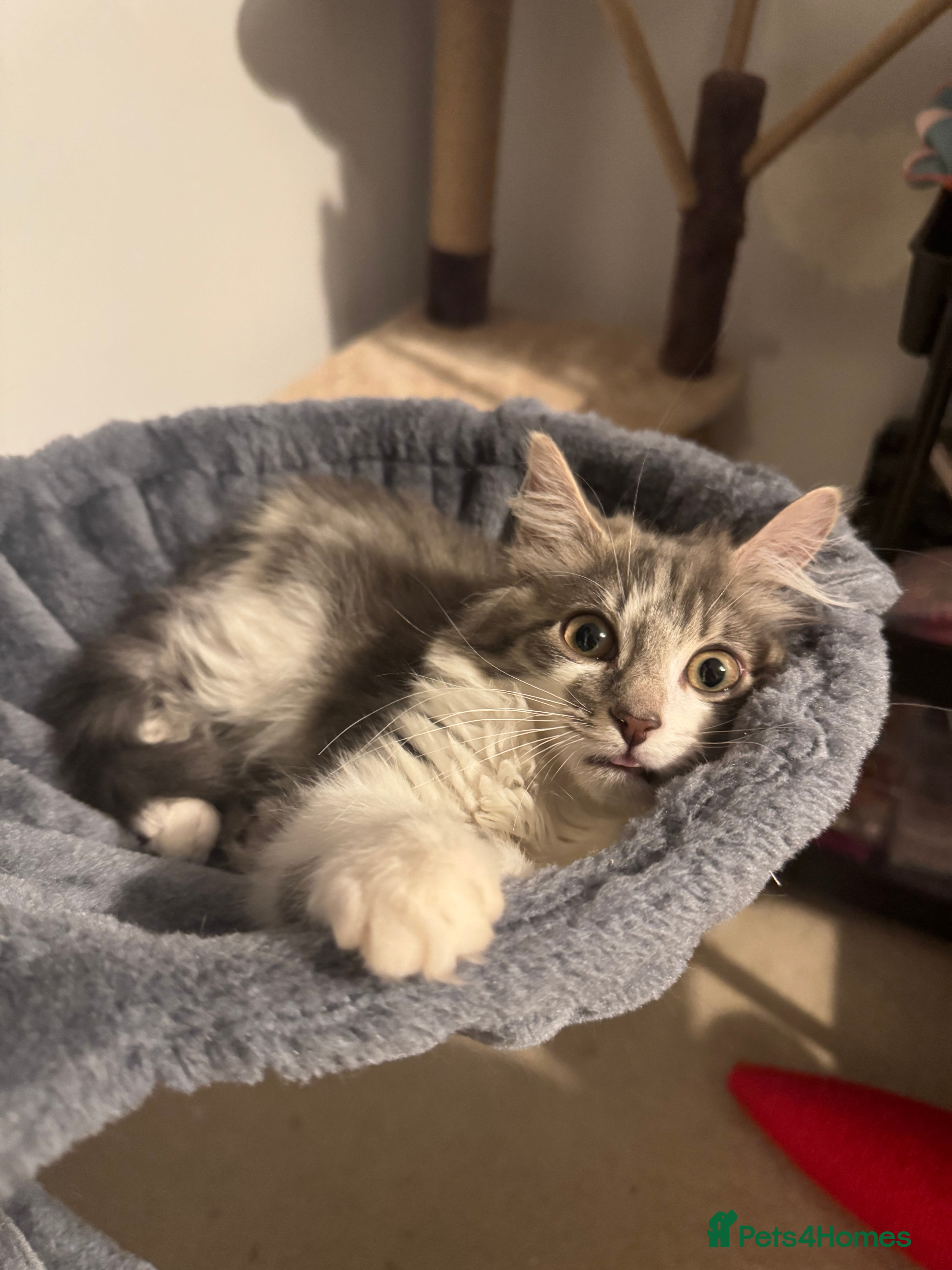 Mixed Breed cats 1 Mixed Breed Long Haired Kitten - Advert 7