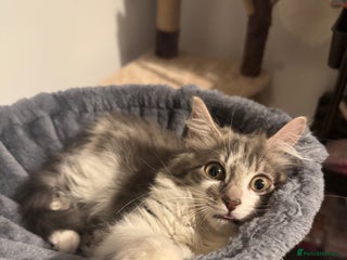 Mixed Breed cats 1 Mixed Breed Long Haired Kitten - Advert 1