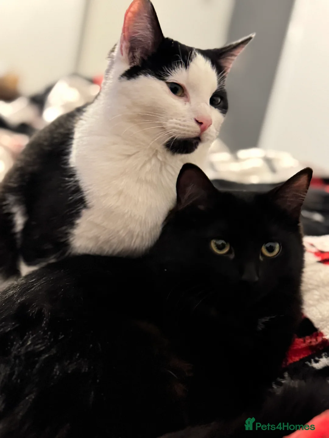 European cats for sale: Cila,Luna🥰 Sisters🥰 - Advert 2