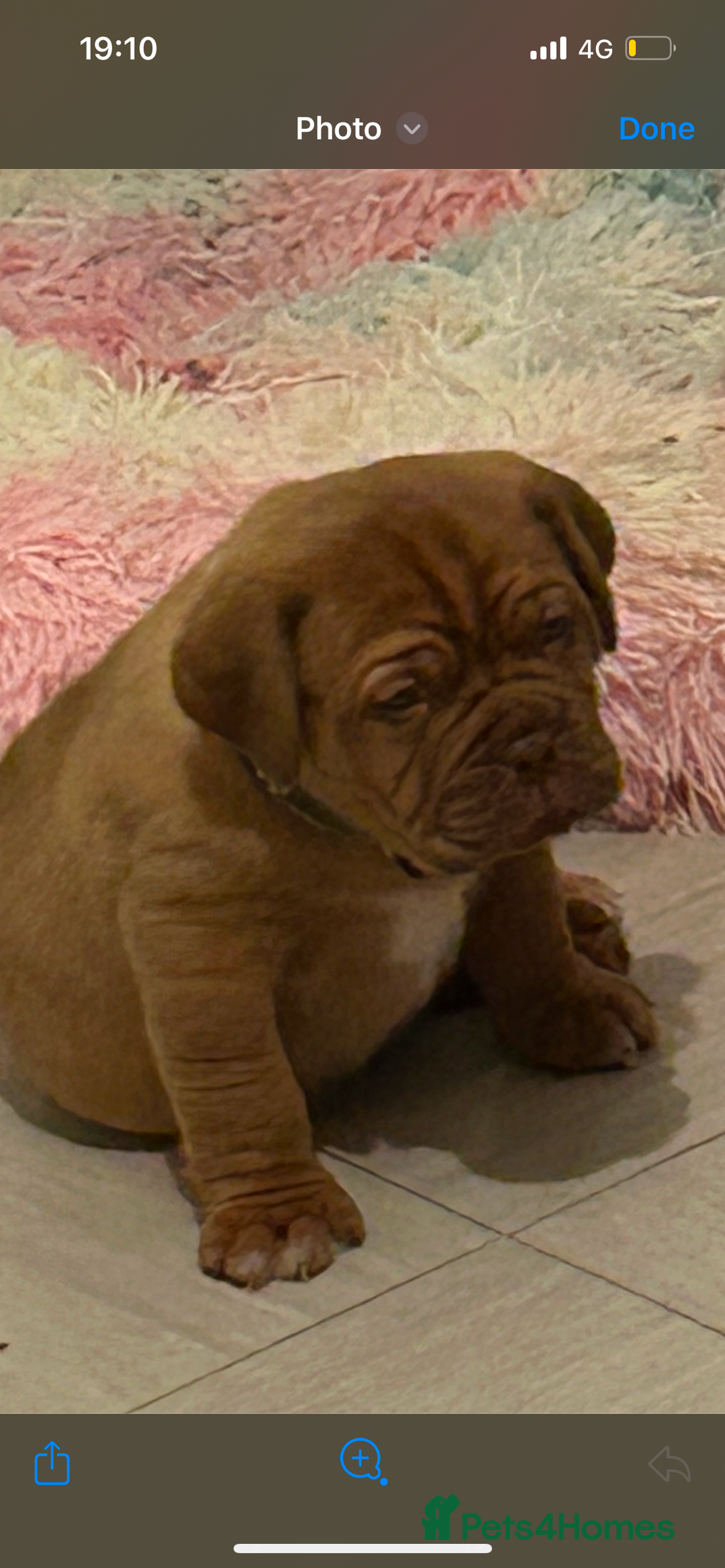 Dogue De Bordeaux dogs for sale: 2 BITCHES!LEFTFULL PEDIGREE 🦁 dogue de Bordeaux  - Advert 24