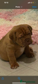 Dogue De Bordeaux Puppy 1
