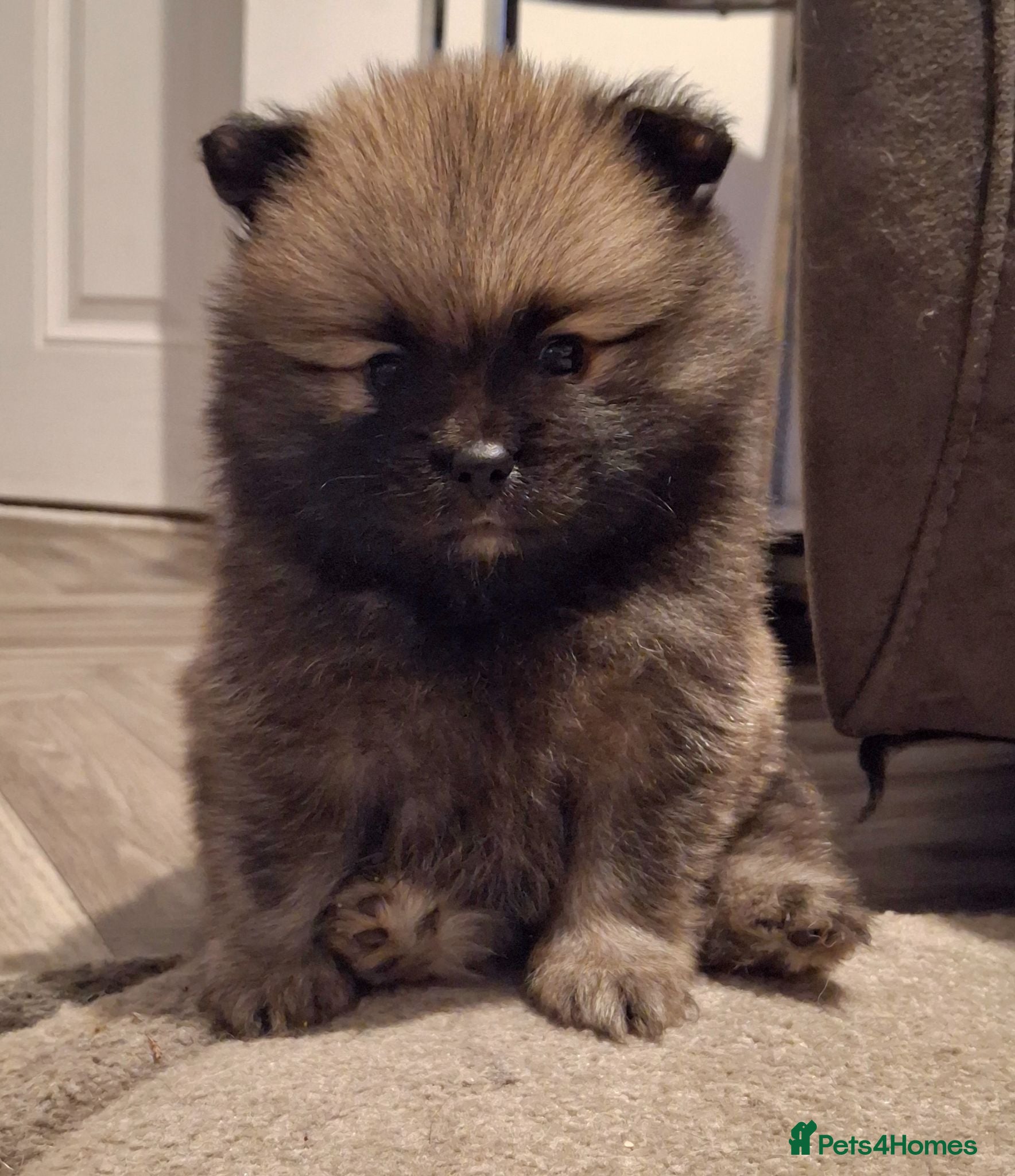 Pomeranian dogs 2 beautiful pom boys waiting for 4ever homes🥰 - Advert 2