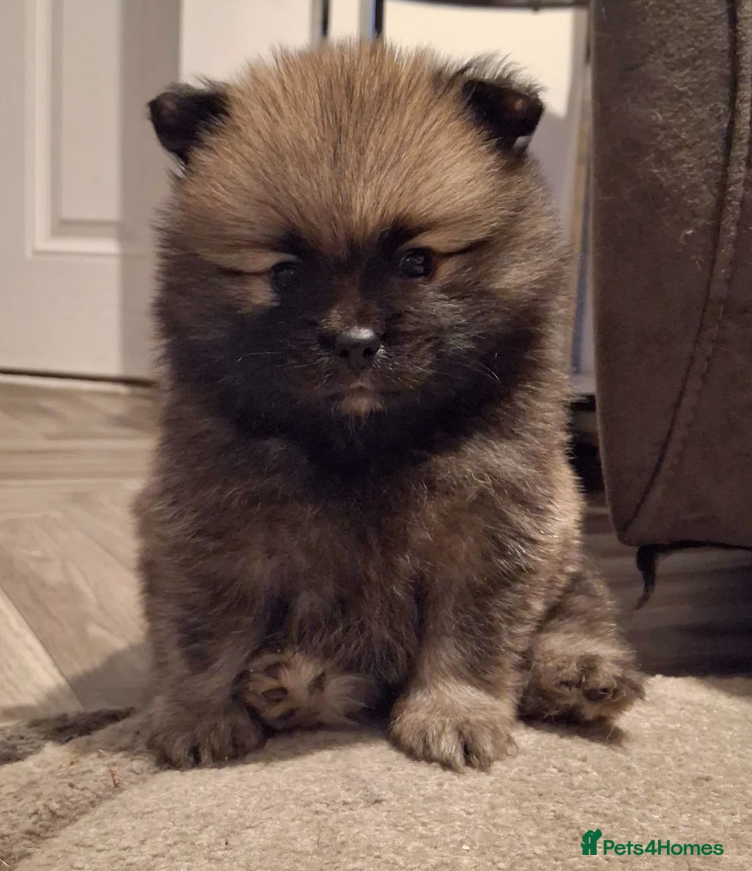Pomeranian dogs for sale: 2 beautiful pom boys waiting for 4ever homes🥰 - Advert 1