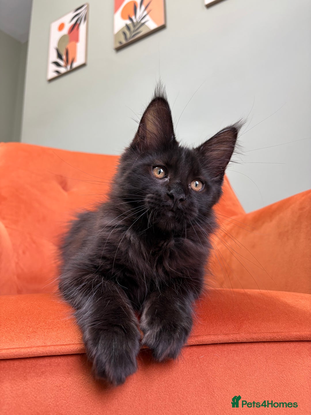 Maine Coon cats for sale: ✨Maine Coon Kittens Available - Champion Pedigree✨ - Image 20