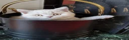 British Shorthair cats for sale: Lilac British shorthair boy.  - Advert 11