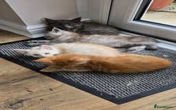 Maine Coon cats for sale: Looking for Special needs homes  - Image 13