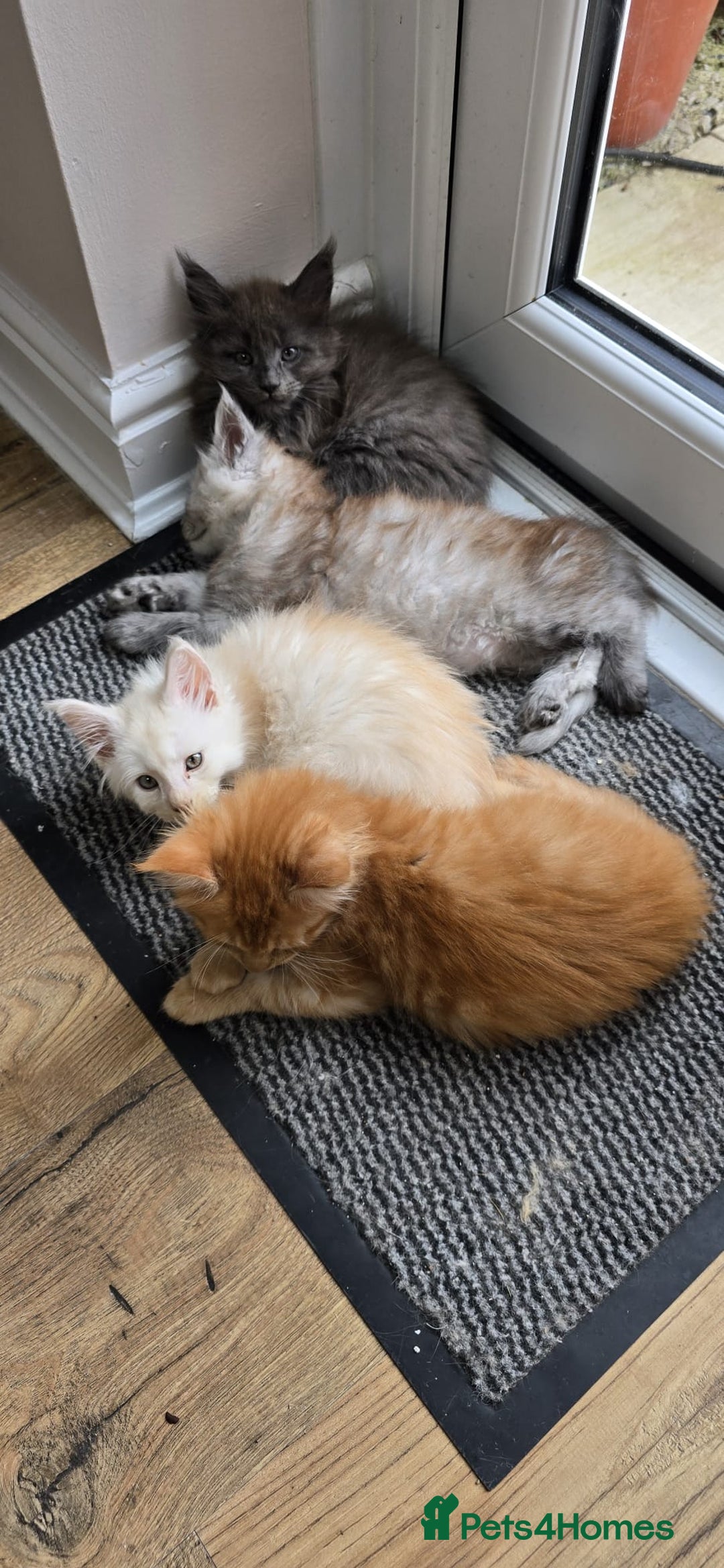 Maine Coon cats for sale: Looking for Special needs homes  - Image 13