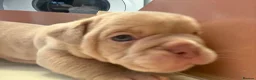 Mixed Breed dogs for sale: French bulldog x old English bulldog pups - Advert 3