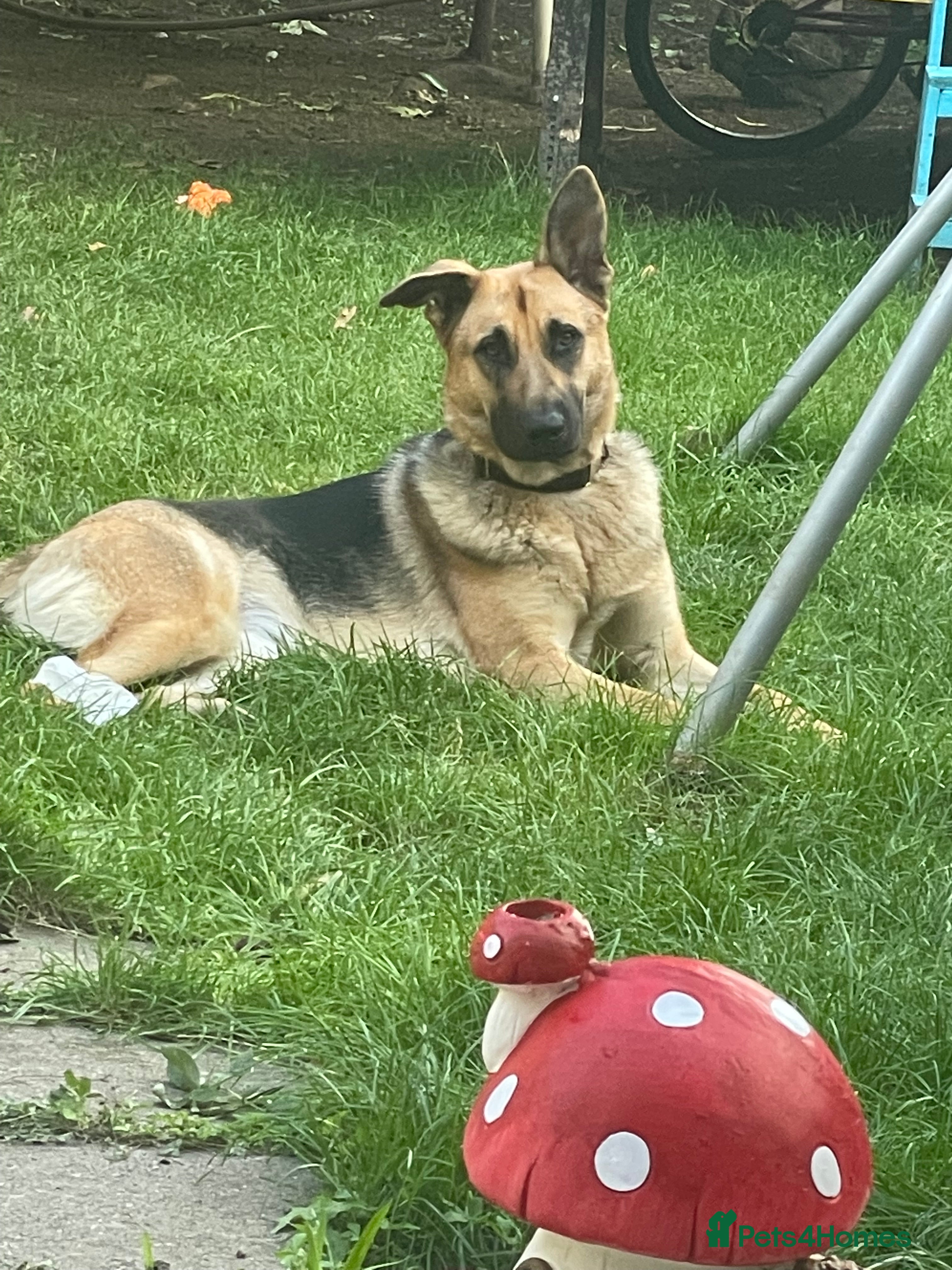 German Shepherd dogs Nice dog girls for sale in London - Advert 1