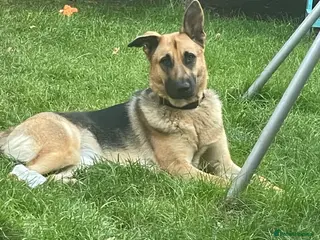 German Shepherd dogs Nice dog girls for sale in London - Advert 1