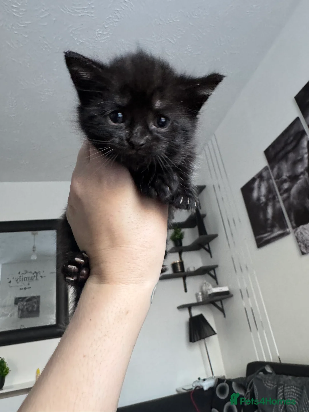 Mixed Breed cats for sale: Four beautiful kittens  - Advert 6