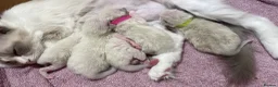 Ragdoll cats for sale: Ragdoll kittens pedigree  in Ellesmere Port - Advert 22
