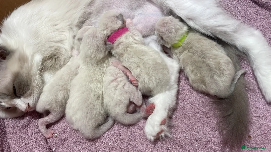 Ragdoll cats for sale: Ragdoll kittens pedigree  in Ellesmere Port - Advert 22
