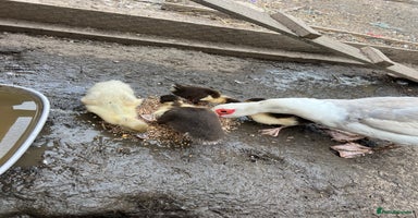 Ducks poultry - Advert 1