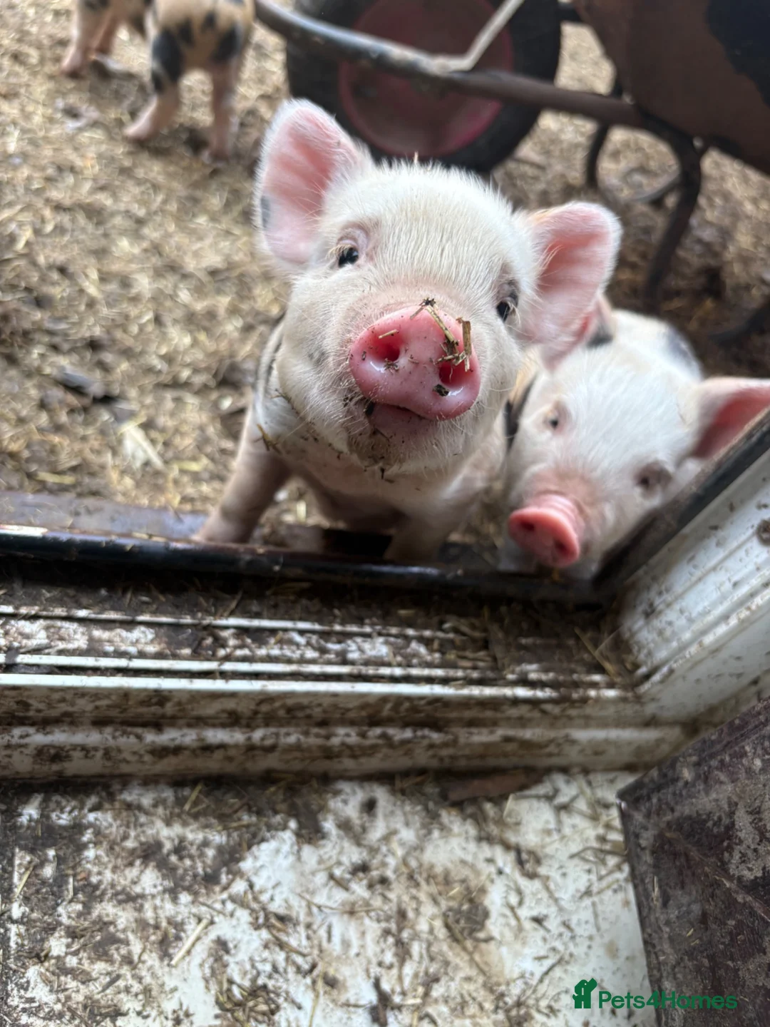 Pig livestock for sale: Julianna piglets for sale  in Bedworth - Advert 2