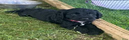 Mixed Breed dogs for sale: Stunning cockapoo puppies (Ready Now) - Advert 6