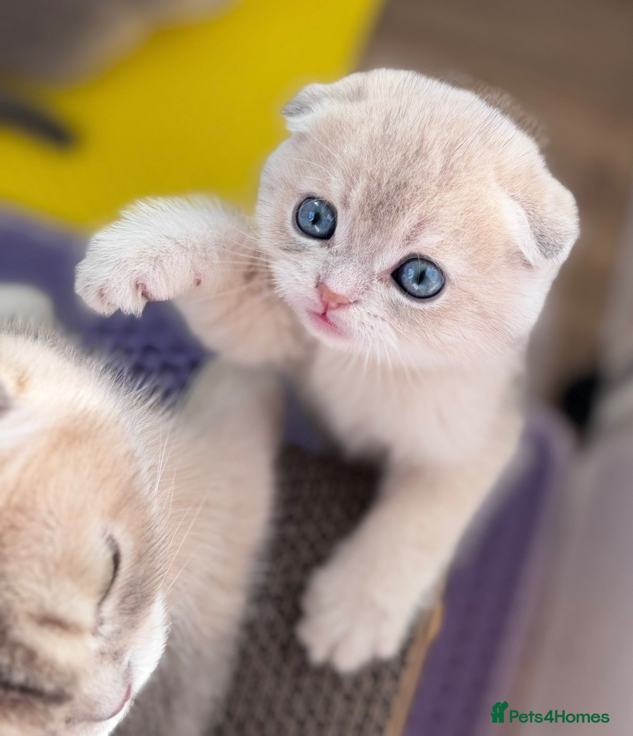 Scottish Fold cats Exceptional Blue Golden Scottish Fold & Straight🐱 - Advert 2