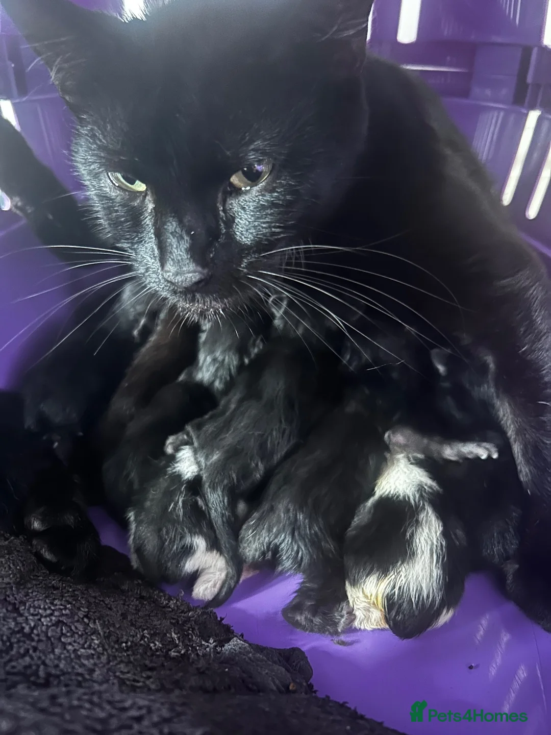 Mixed Breed cats for sale: 3 beautiful kittens left - Advert 1