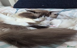 Ragdoll cats for sale: Ragdoll kitten 🌟 1 sweet girl - Image 3