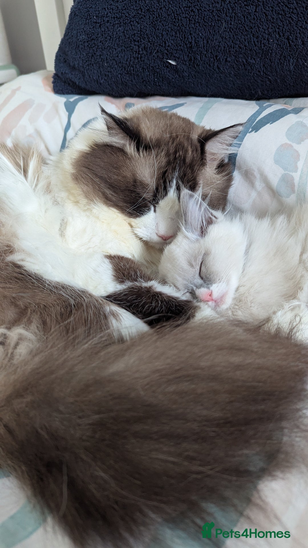 Ragdoll cats for sale: Ragdoll kitten 🌟 1 sweet girl - Image 3