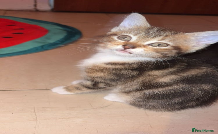 Domestic Shorthair cats - Advert 13