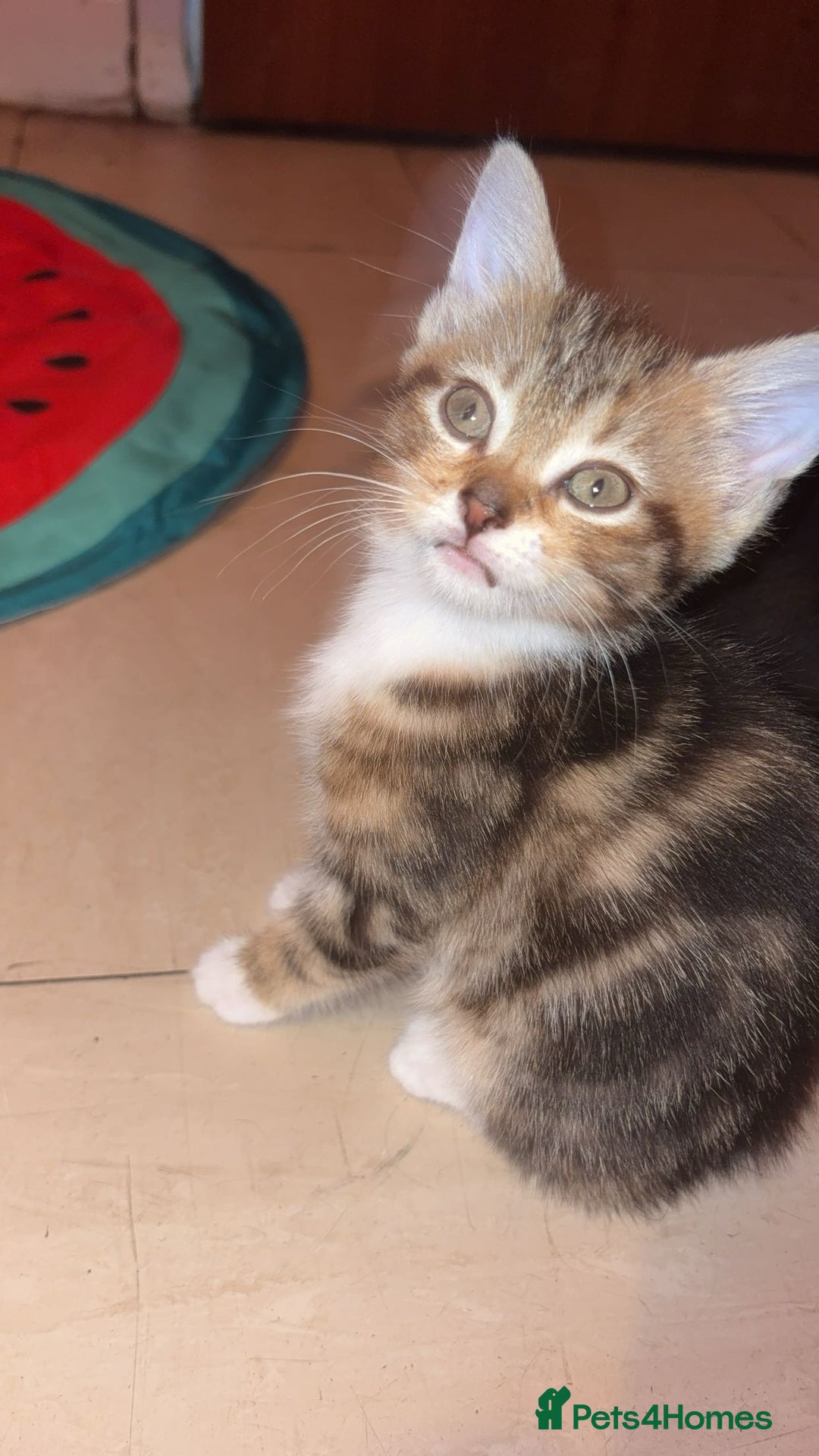 Domestic Shorthair cats for sale: Female domestic shorthair  - Image 1
